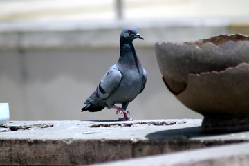 Thirsty pigeons near a pot for drinking water