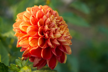 Orange dahlia flower on the bush