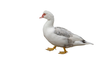 Domestic Muscovy duck, Cairina moschata, a large duck. Isolated