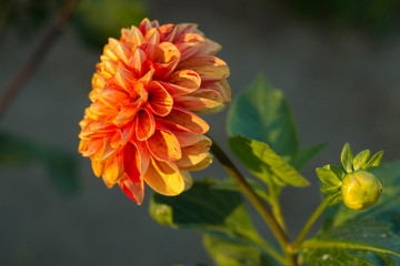 Orange dahlia flower on the bush