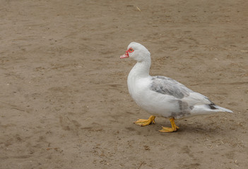 Muscovy duck, Cairina moschata, a large duck