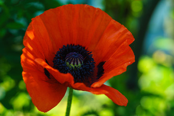Mohn