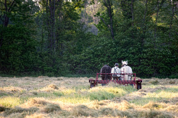 Fototapeta na wymiar Amish Farmer Raking Hay at Dusk