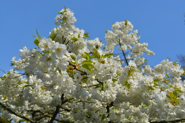 blooming cherry tree in spring with blue sky background