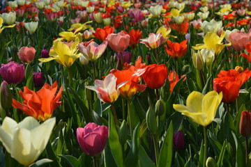 field of red and yellow tulips in spring time garden