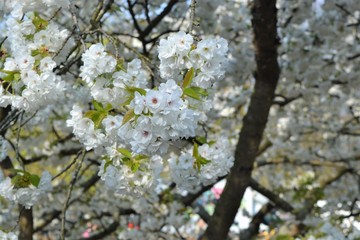 blooming cherry tree in spring white color