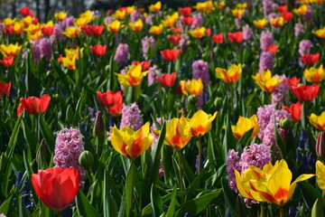 field of colorful tulips in  spring time