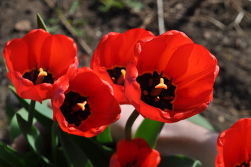Fototapeta premium The blooming red tulips in the spring.