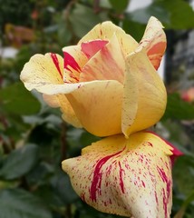 flower rose spring garden beauty
