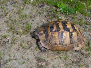 Spur-thighed tortoise or Greek tortoise, Testudo graeca