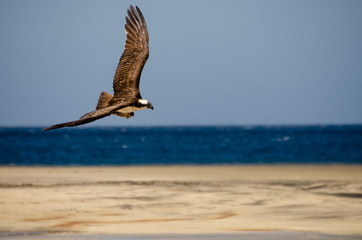 Fototapeta na wymiar Aguila pescadora en vuelo sobre la playa con una captura en sus patas