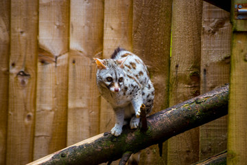 Common genet on local far on spring day
