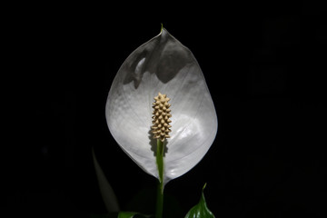 Flor Cuna de Moises con fondo negro