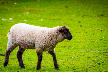 Sheep on local farm on spring day