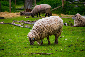 Obraz premium Sheep on local farm on spring day