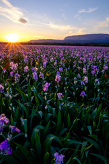 Plakat Champ d'iris pallida en Provence, France, coucher de soleil. Montagne Sainte-Victoire en arrière-plan. 