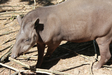 Fototapeta premium brazilian tapir 