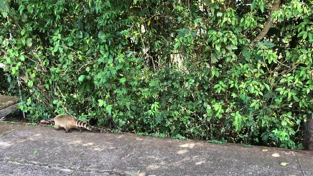 Raccoon walking in a urban zone in Brazil.