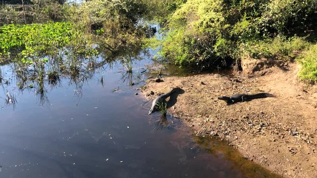 Caiman in Brazil going in the water.