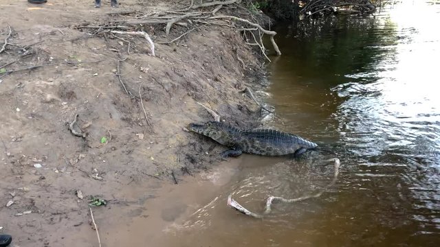 Caiman coming out of the water in Brazil