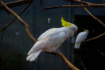 cockatoo on local farm on spring day