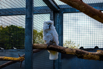 cockatoo on local farm on spring day