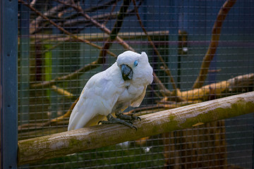 cockatoo on local farm on spring day