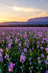 Champ d'iris pallida en Provence, France, coucher de soleil. Montagne Sainte-Victoire en...