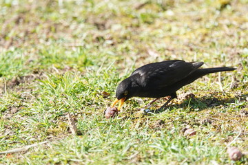 Blackbird picks apple, closeup, Germany