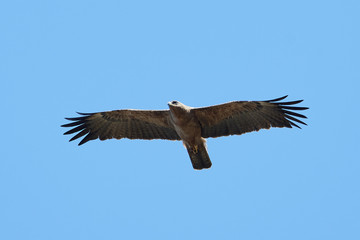 Wahlbergs eagle (Hieraaetus wahlbergi)