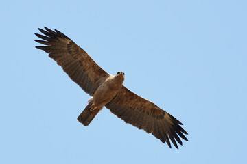 Wahlbergs eagle (Hieraaetus wahlbergi)