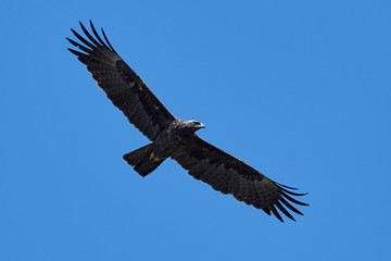 Wahlbergs eagle (Hieraaetus wahlbergi)