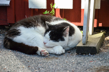 Cat resting in the shadow in the summer time,Swedish summertime