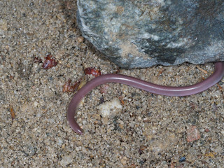 European worm snake or blind snake, Typhlops vermicularis