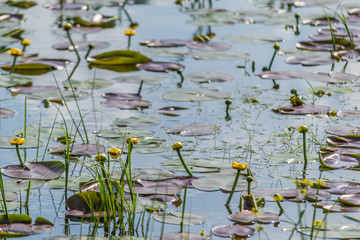 Young Yellow lilies in the water wetlands