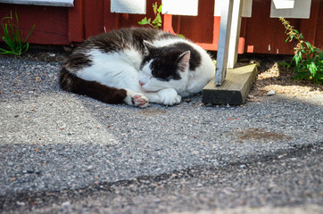 Cat resting in the shadow in the summer time,Swedish summertime
