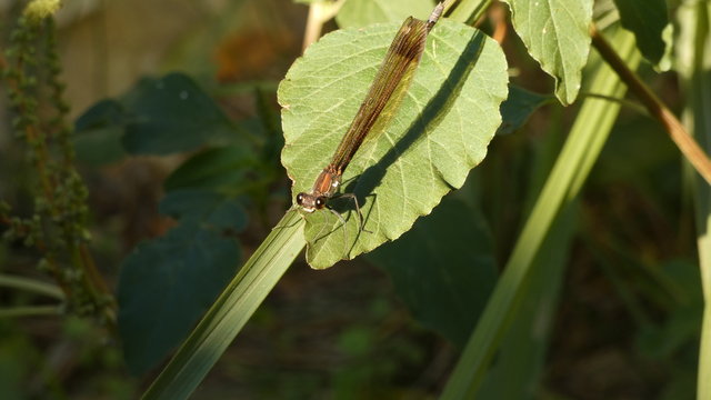 Brown dragonfly