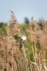 Ptak na trzcinie  © Mariusz Stoszewski
