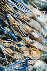 Many river prawn on seafood tray