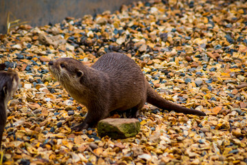 Otters at local farm on spring day