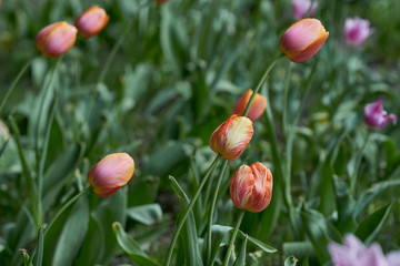 Wiosenna mieszanka tulipanów