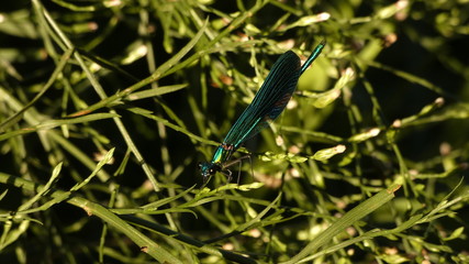 Metallic blue dragonfly
