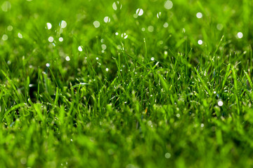 Close-up green lawn, fresh and wet. Beautiful texture with bokeh and sun flares.
