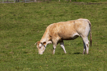 Bull (cow) grazed on green meadow. Cantabria.