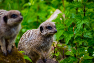 Meerkat on local farm on spring day