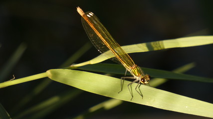 Golden dragonfly