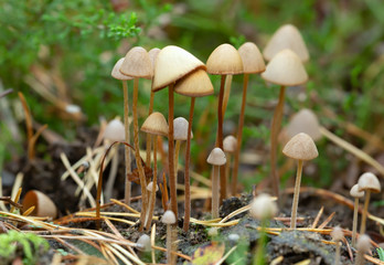 Conocybe mushrooms growing on dung
