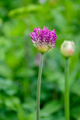 Zierlauch (Allium sp.)