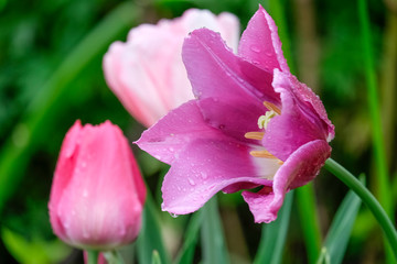 Tulpen mit Regentropfen