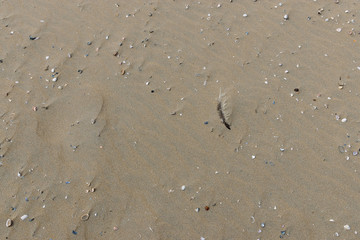 Muscheln und Sand am Strand